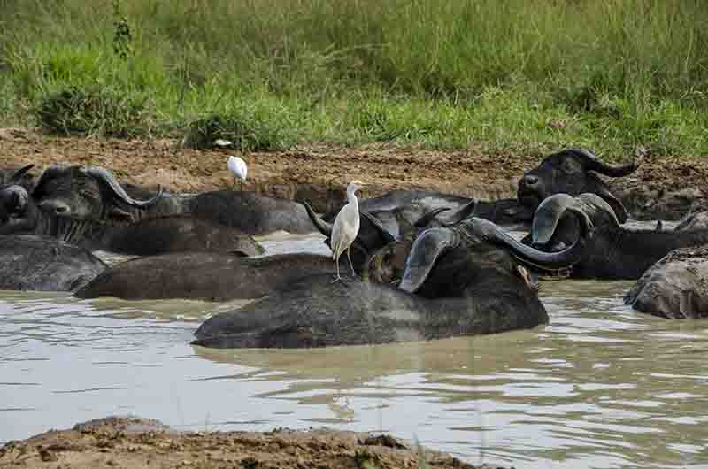 53 - Bufalos africanos - parque nacional de las cataratas Murchison - Uganda